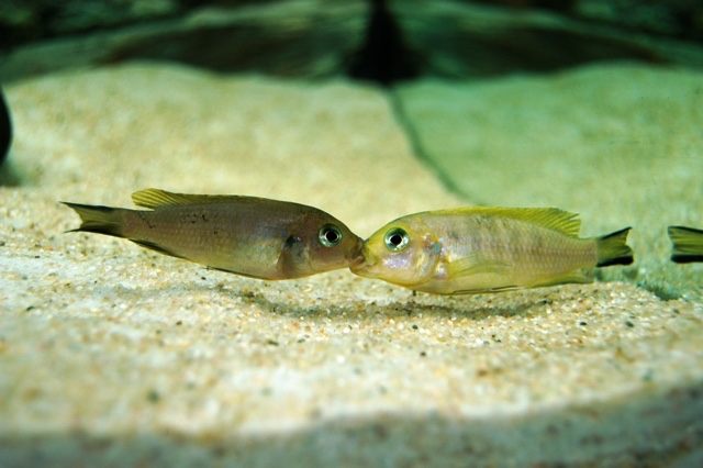 Maylandia sp. 'daktari' Chiwindi